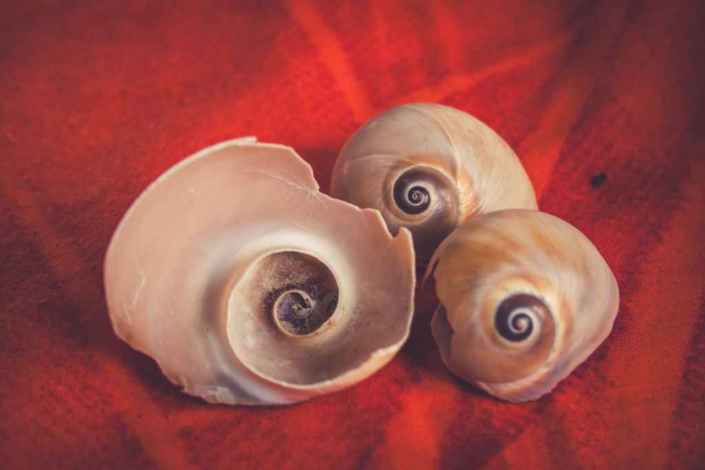 seashells